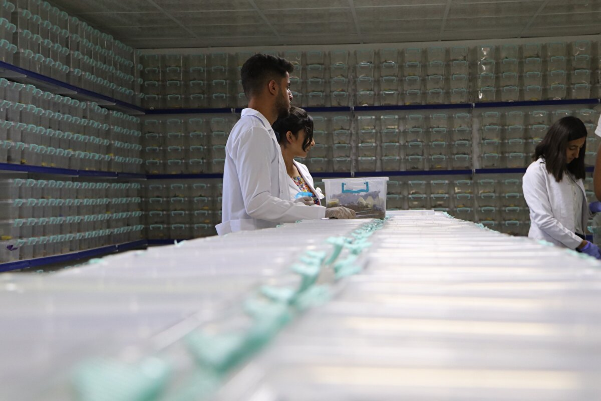 Sağmak çok önemli, elektriksel uyarılarla yapılıyor, fazla sağarsan akrebi öldürürsün, az yaparsan zehrini alamazsın. Zehri muhafaza etmek de çok önemli. Bizim işimiz bu, bunu yapan pek kimse yok.