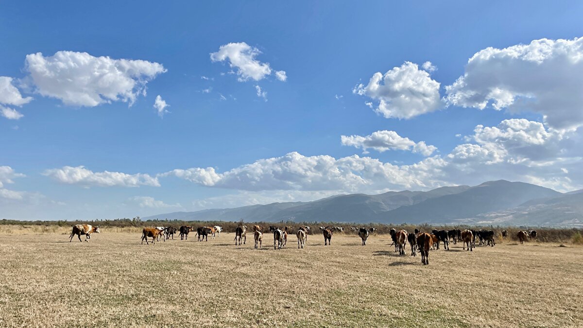 Sakallı, çevrede derin su kuyularından tarımsal faaliyetlerin yapılmasının ve yağış azlığının gölü kuruttuğunu belirterek, "Bu kış kar ve yağmur iyiydi. Baharda iyi su vardı, umutlanmıştık ancak 4-5 aydır yağmur da yağmayınca bu hale geldi. İnşallah yağışlar düşer de göl eski haline kavuşur." dedi.<br>