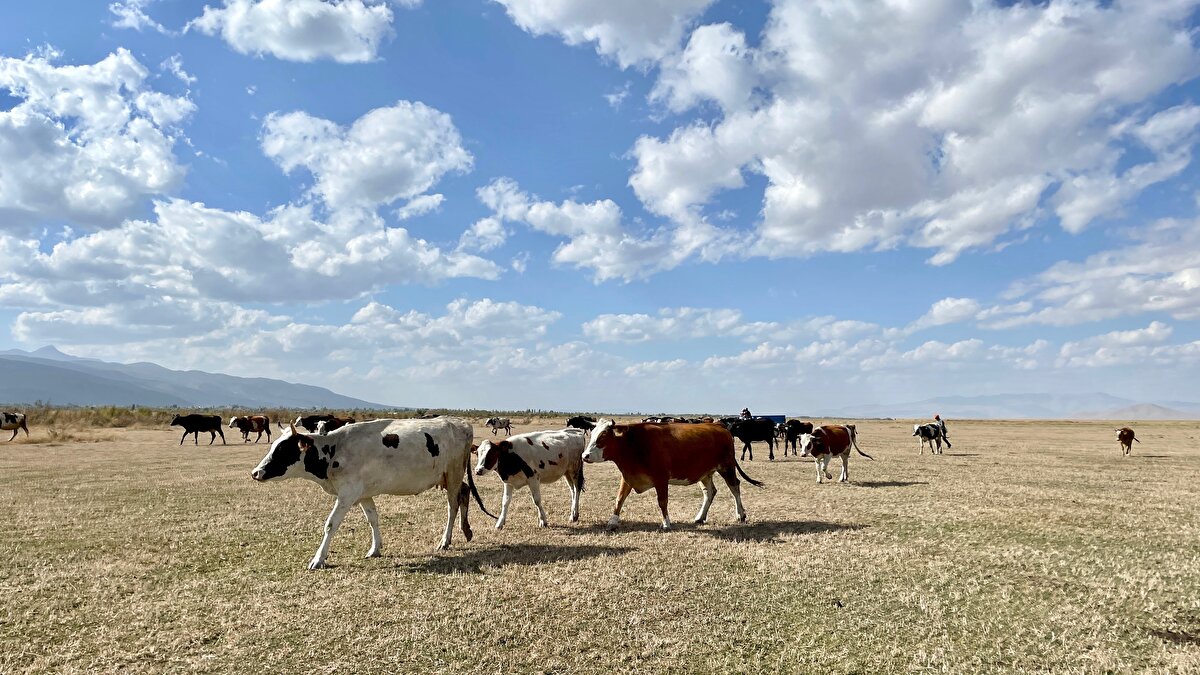 Akşehir Gölü'nün sularının çekilmesine alıştığını anlatan Sakallı, "Göl alanında 4-5 ay öncesine kadar su vardı. Baharda 1,5 metreye kadar suyla doluydu. Burada ot durumu güzel, hayvanlarımız doyuyor. Sabahtan akşama kadar yayılıyor. Burada balıkçılıkla ve kamış üretimiyle geçimini sağlayan çevre köylerden insanlar vardı. Onlar ekmek yiyordu, su çekilince burası meraya dönüyor. Göl, bu sefer de hayvanlarımızı doyuruyor." ifadesini kullandı.<br><br>