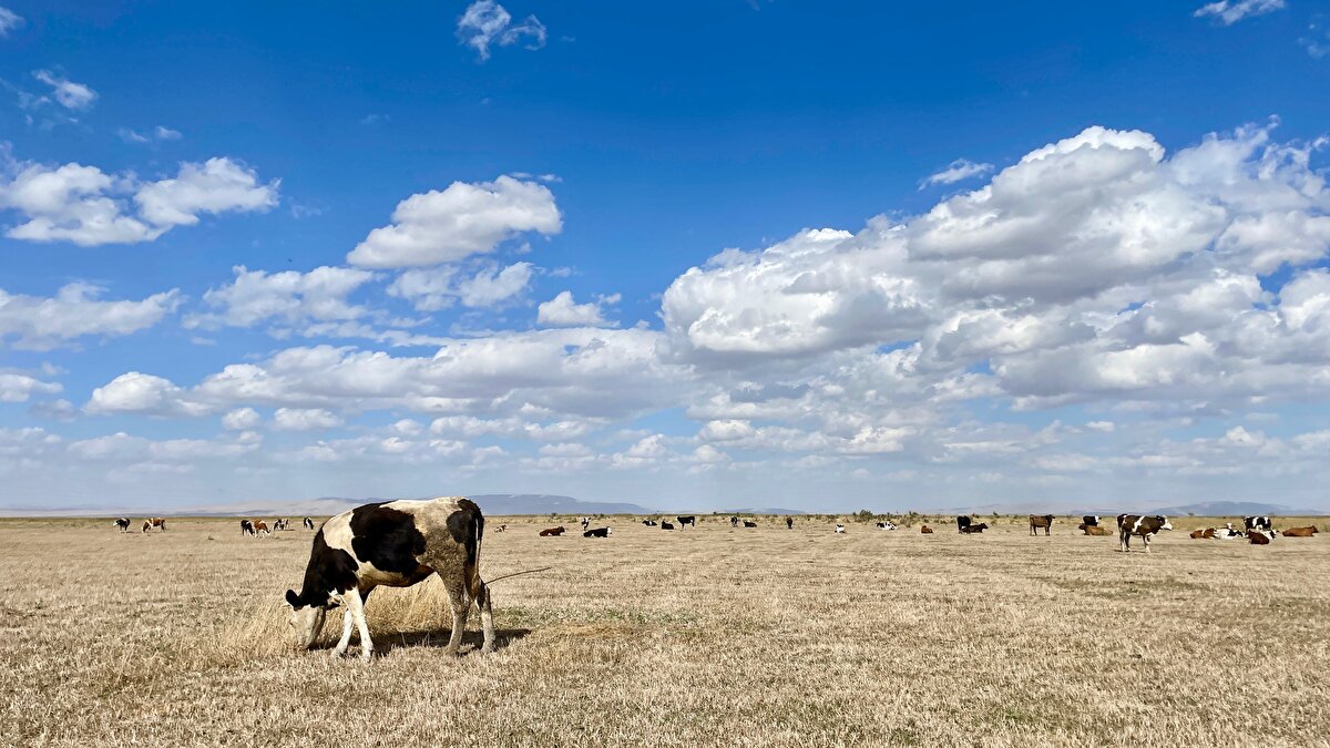 Akşehir Gölü'nde son yıllarda kuraklığın etkisiyle su varlığı azaldı. Bozkırı andıran görüntüsüyle gündeme gelen göl alanında son aylarda, büyükbaş hayvanlar otlatılıyor.<br><br>