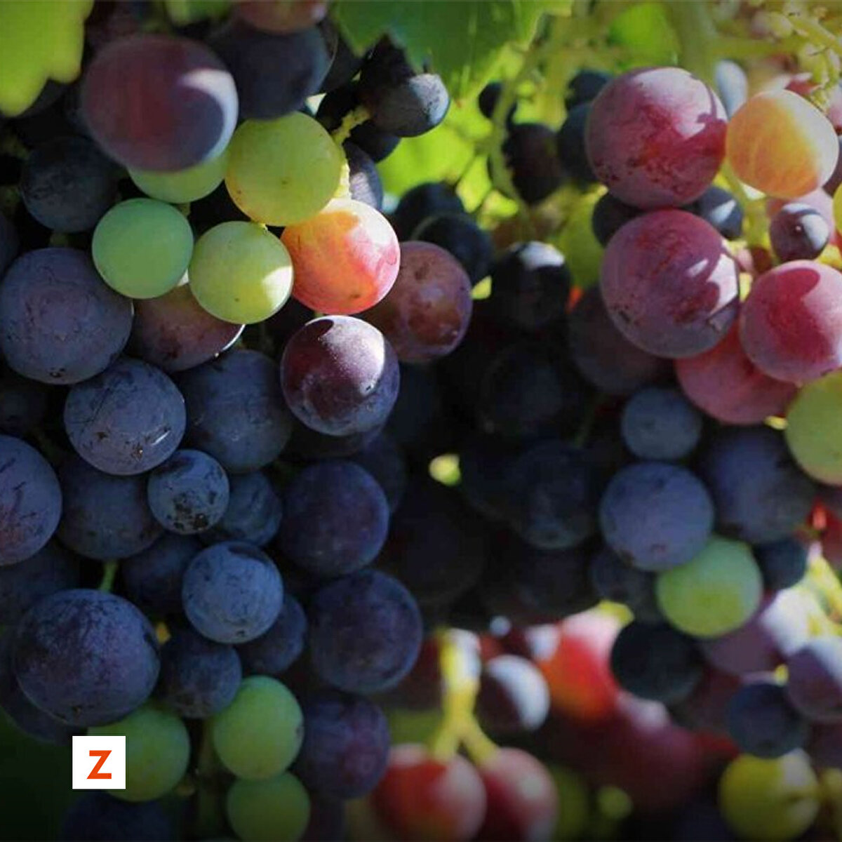 Kentte özellikle yetiştiriciliği yapılan, kendine has tadı, aroması ve iri taneleriyle tescillenen boğazkere ve öküzgözü cinsi üzümlere olan talep üreticinin yüzünü güldürüyor.