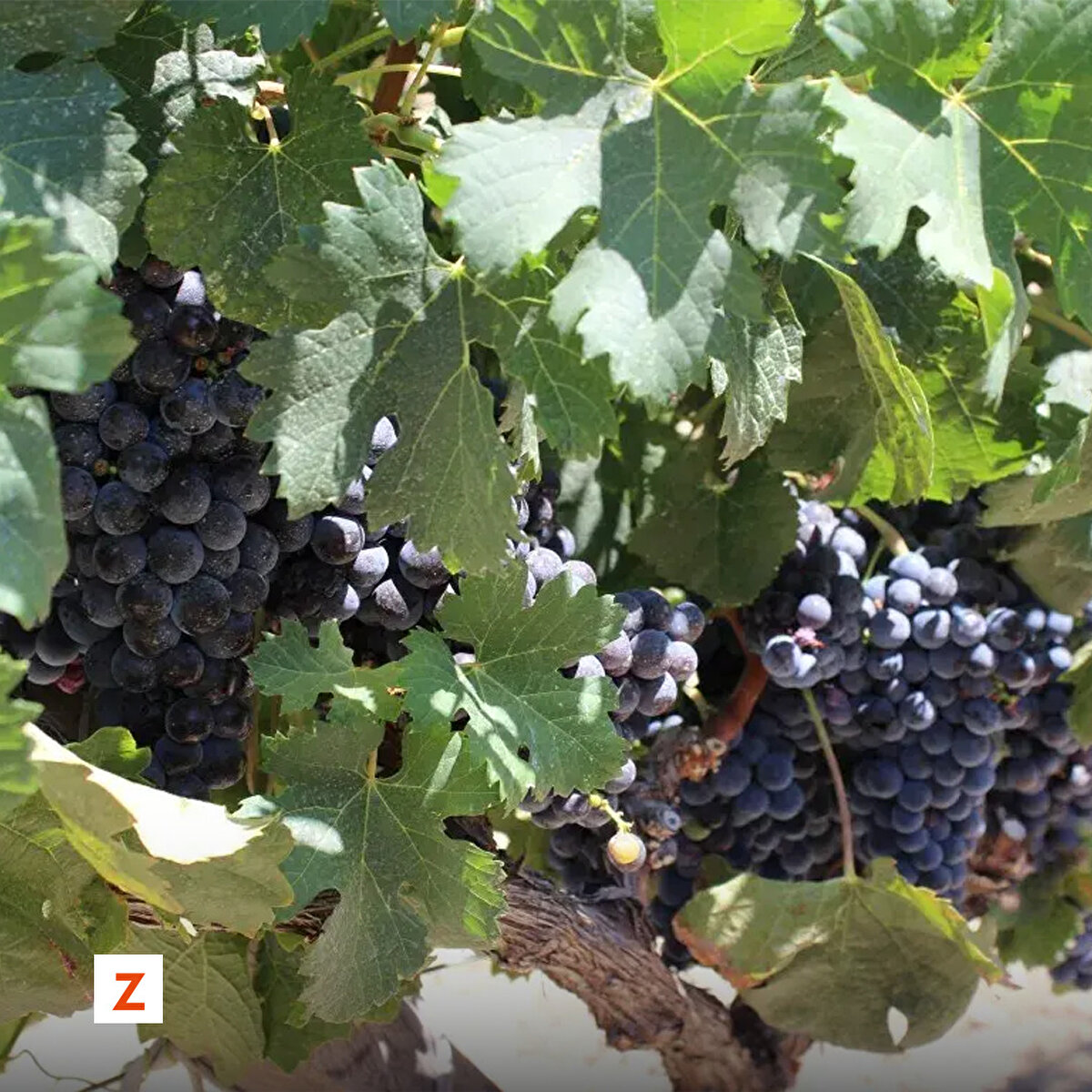 Toplanan üzümler kasalara konulup, kamyonlara yüklenerek, anlaşılan firmalar aracılığıyla Türkiye'nin birçok iline gönderiliyor.