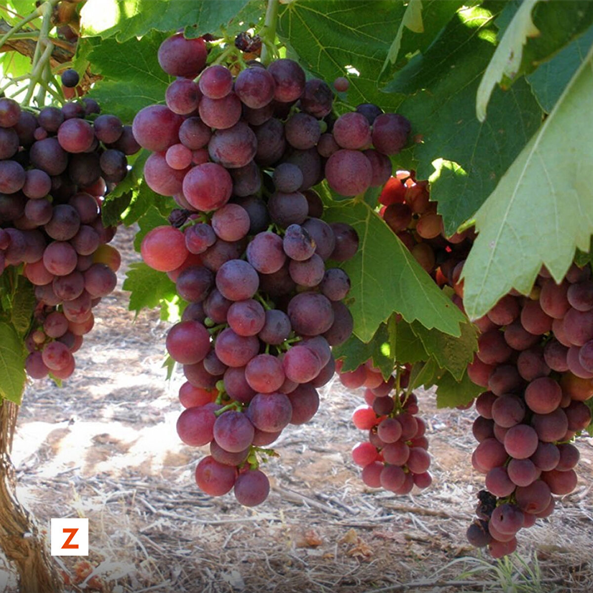 Bağ bozumunun başlamasıyla gelen siparişleri yetiştirmeye çalışan üreticiler, bağlarda çalışan mevsimlik işçilerle erken saatlerde ürünlerin hasadına başlıyor.