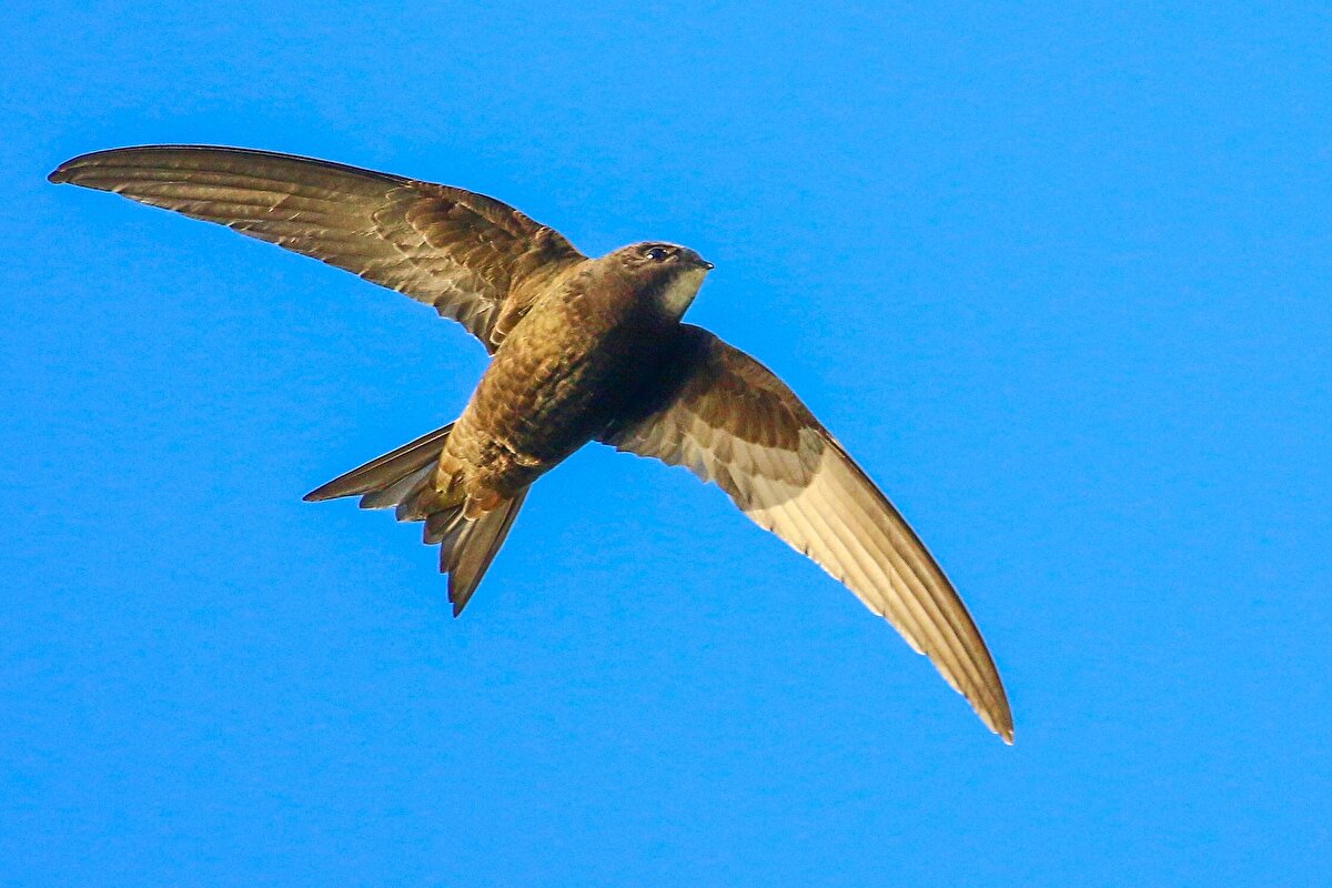 Ebabil kuşlarının en küçükleri 13 ile 14, en büyükleri ise 16 ile 17 cm boyunda olmaktadır.