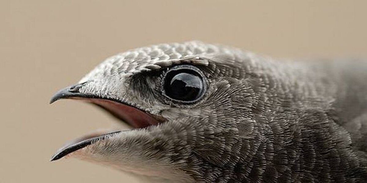 Ebabil kuşunun, havada olduğu süre boyunca havada bulmuş olduğu böcek türlerini yiyerek bu şekilde beslendiği bilinmektedir.​<br>​