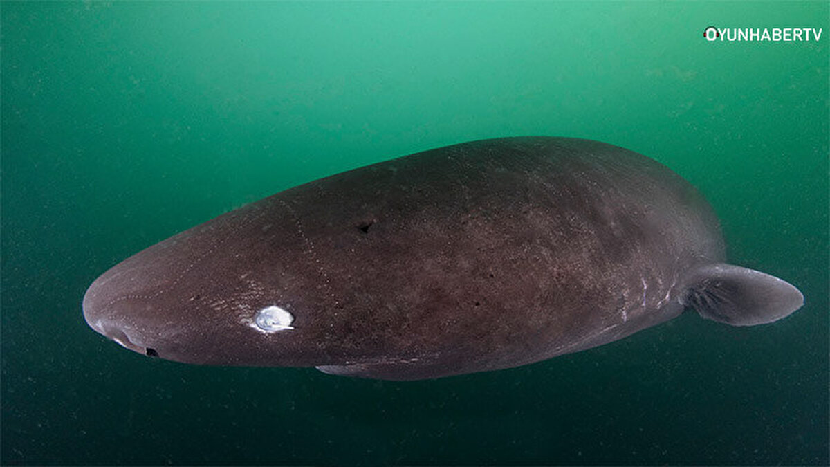 Pasifik uykucu köpek balığı: Pasifik uyuyan köpekbalığı, Kuzey Pasifik'te, Kuzey Kutbu'ndaki kıta sahanlıklarında ve yamaçlarda ve ılıman sularda, yüzeyden 2.000 metre derinliğe kadar bulunan , uyuyan bir köpekbalığıdır. Uzunluğu 4,5 ile 7m'ye kadar ulaşabilir. Diğer köpek balıklarında olduğu gibi gümüş rengi yerine kahve rengi koyu gri renklere sahipler.<br><br>Pasifik uykucuların küçük gözleri vardır. Gelişmiş koku alma duyuları vardır.