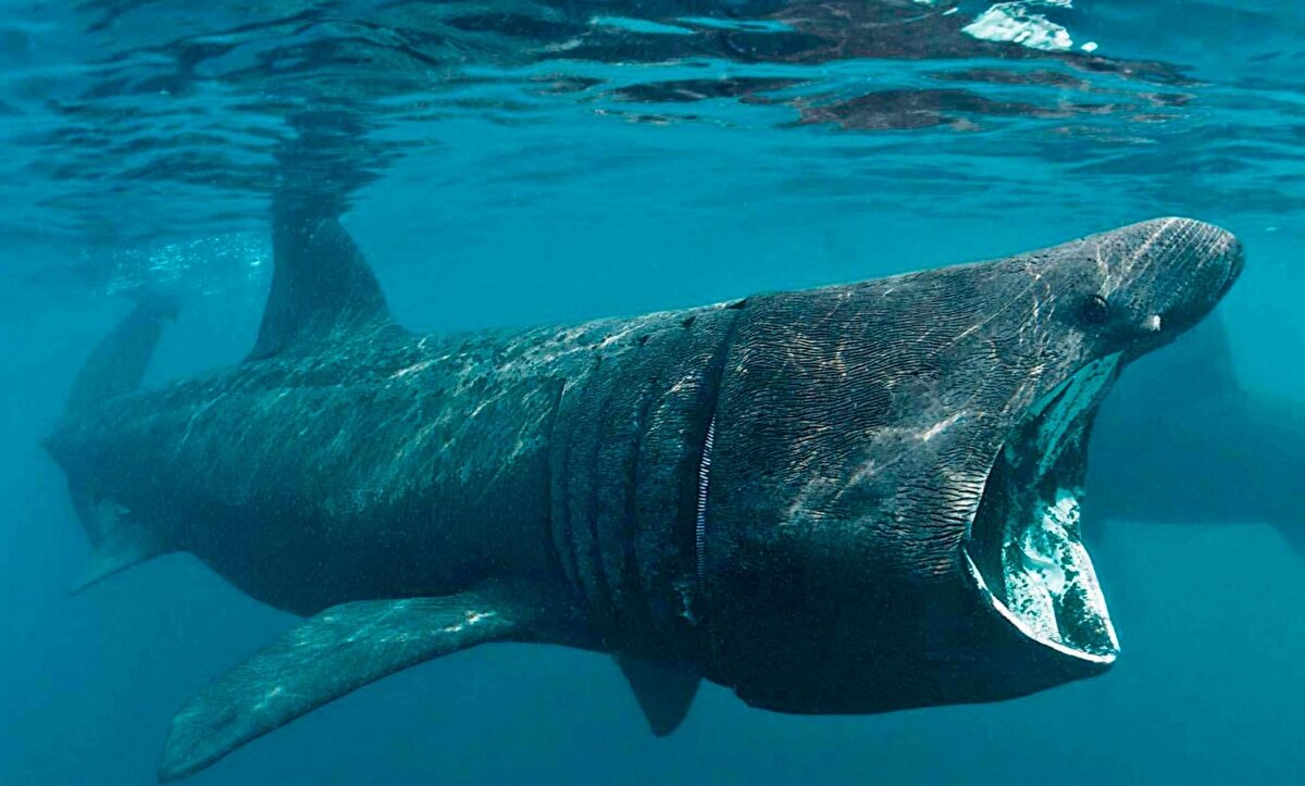 Büyük camgöz köpekbalığı: 10 metre uzunluğa ve 3 ton ağırlığa ulaşabilir. dev büyüklüğünün yanında bir de beş adet dev solungaç aralığıdır. Burnu çok uzundur ve ağzı açık yüzerken yukarıya doğru dikilir.<br><br>Büyük camgöz çoğunlukla tek renklidir ve bu renk genellikle koyu gri ya da siyah olur.