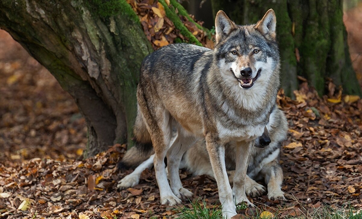 Kurtlar bekçi olarak kullanılmaz. Çünkü kurtlar doğası gereği yabancı bir varlığa havlamaktan, saldırmaktan çok ondan kaçıp saklanmayı tercih eder.