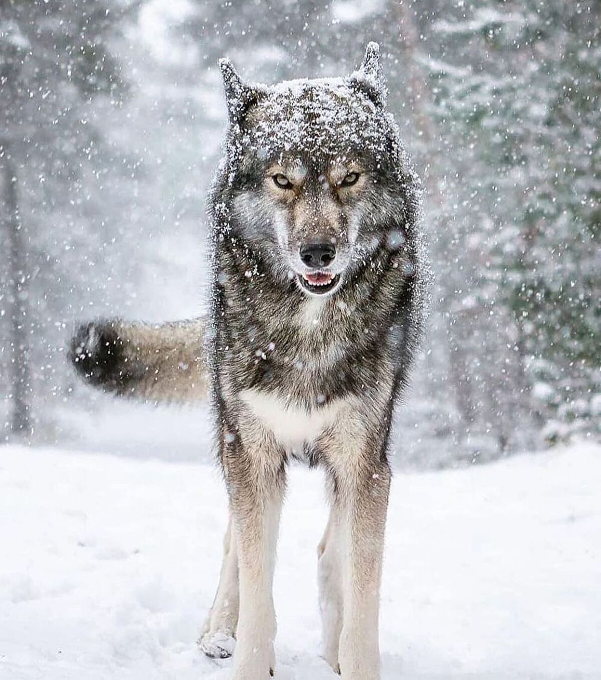 Aç bir kurt tek oturuşta 9 kilogram et yiyebilir. Bu, bir insanın 100 tane hamburger yemesine denktir.