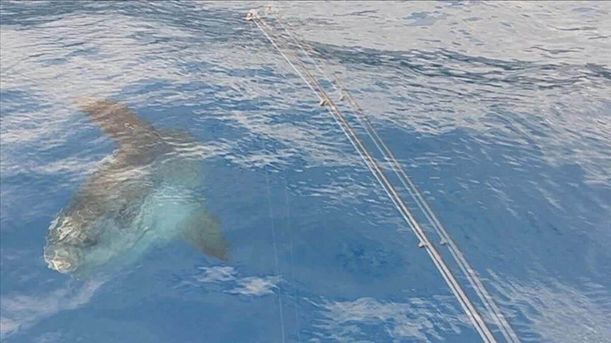 Çalışkan, ''Daha sıcak denizlerdeki balıkları, Ege ve Akdeniz'de görmeye başladık. Çünkü sıcak hava dalgaları daha sık gelmeye başlayınca bitki ve canlılar da adaptasyona uğramaya başlıyor. Sivrisinekleri daha az görürdük, şimdi kasım ve aralık ayında da görebiliyoruz'' açıklamasında bulundu.<br><br>