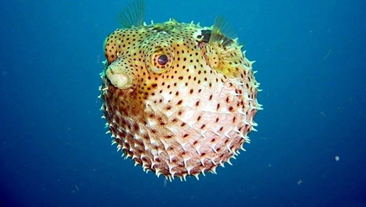 Vatandaşların dikkatini çeken Balon balığının mevsim değişikliği nedeniyle Türkiye kıyılarına göç ettikleri tahmin ediliyor. Balon balıklarının dikenlerindeki zehirlerin ise siyanür zehri kadar öldürücü etkisi olduğu yetkililer tarafından söyleniyor.<br><br>