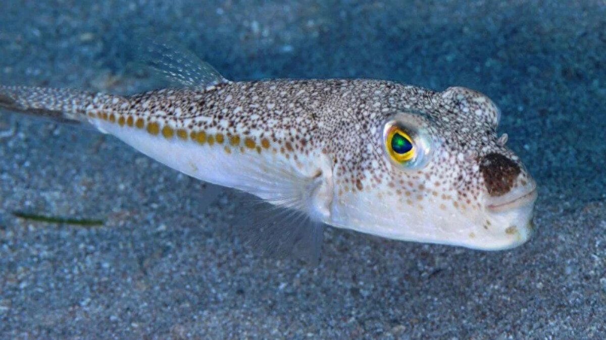 Son zamanlar açık denizlerde Türkiye’nin Ege ve Akdeniz kıyılarına göç eden Balon balıkları tehlike saçıyor.<br><br>