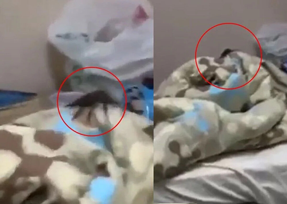 NTV Meteoroloji Uzmanı Dilek Çalışkan, iklim değişikliğiyle birlikte tropikal hastalıkların ve böceklerin Türkiye'de de etkili olacağını ve bu konuda mutlaka uzman yetiştirilmesi gerektiği konusunda uyarıda bulundu.<br>Sosyal medyada yer alan bir görüntüde, Edirne'de olduğu belirtilen bir yurtta 'devasa' bir böcek görülüyor.<br><br>