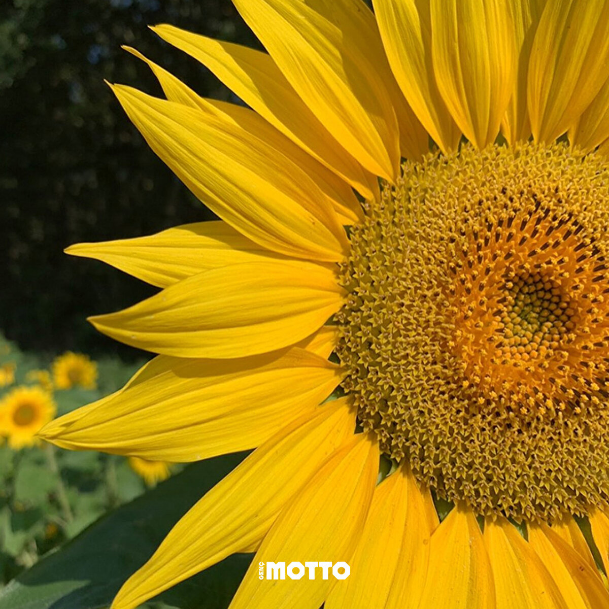 İçimizi ısıtan Ayçiçeği görüntüleri