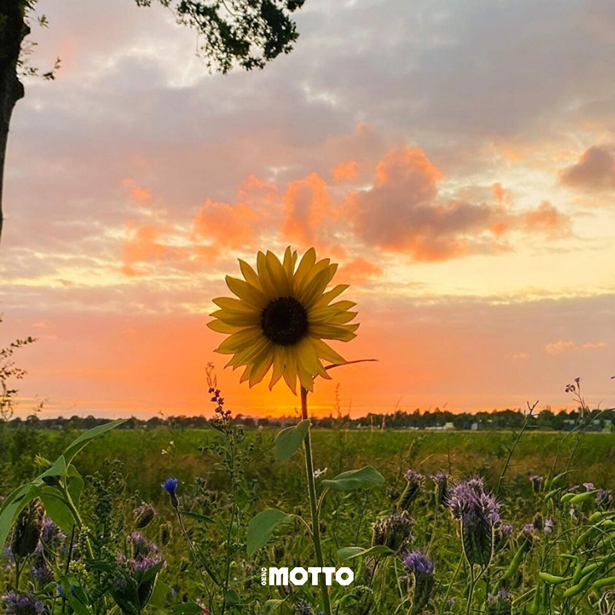 İçimizi ısıtan Ayçiçeği görüntüleri