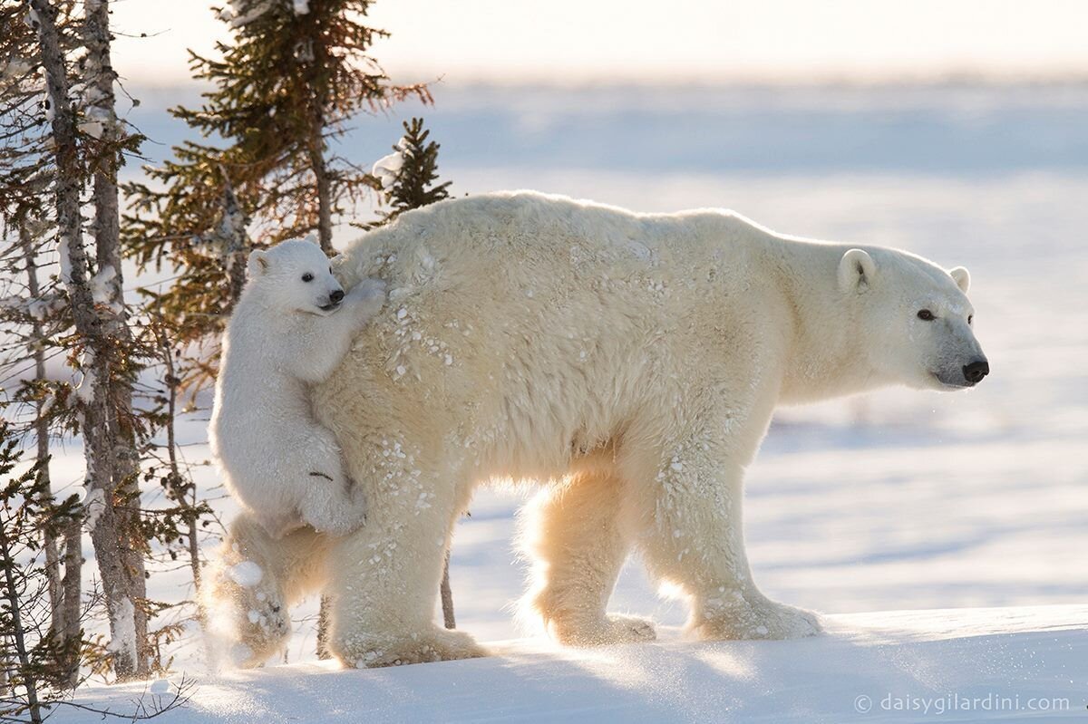 Bu kara etoburları kutup bölgeleri başta olmak üzere dünyanın en soğuk alanlarında yuvalanmışlardır. Kutup ayıları Arctic (Kuzey Kutbu – Alaska) bölgesi , Amerika Birleşik Devletleri , Rusya , Norveç, Kanada ve Danimarka (Grönland)'da yaşarlar.