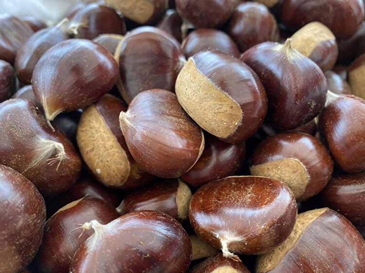 Ailesiyle kestane toplayan Hüdayet Önder ise "Erkenden geldik, şimdi ormanda nasibimizi arıyoruz. Ormanın her yeri insanlarla dolu. Pazarda kestane biraz pahalı, hem gezmiş oluyoruz hem de spor yapmış oluyoruz. Şu ana kadar 1-2 kilo kestane topladık" dedi.<br>