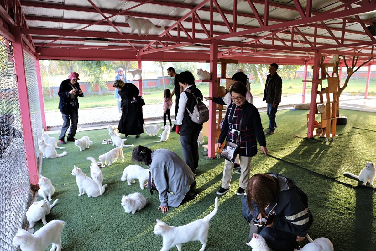 Van kedisinin dünyada eşi benzeri olmayan bir hayvan olduğunu belirten Kaya, şunları kaydetti:<br>