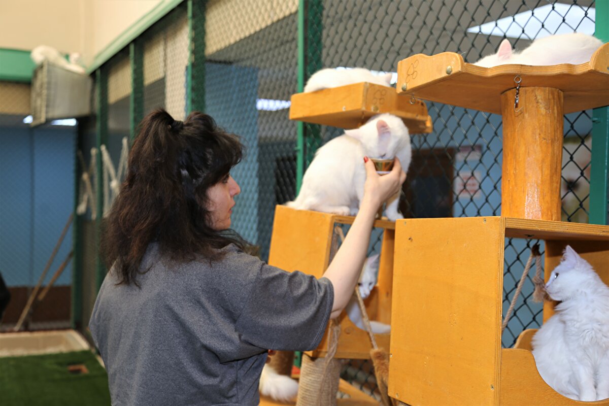 İran ve Irak ile Uzak Doğu ve Avrupa'daki birçok ülkeden kente gelen turistlerin uğrak yerlerinden biri olan "Kedi Villası", haftada bini aşkın ziyaretçiyi ağırlıyor.<br>