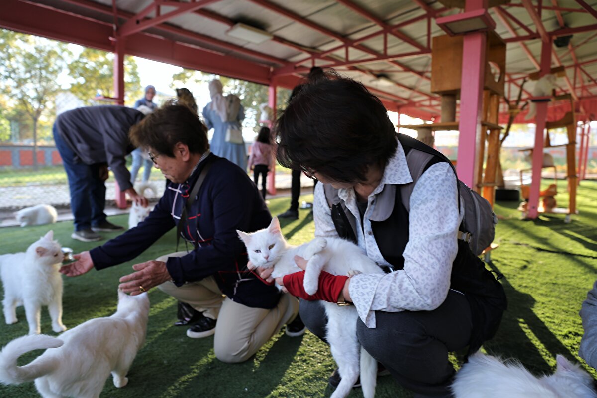 "Hem davranışlarıyla hem öğrenebilme kapasitesiyle hem yumuşak huyluluğuyla hem de Van'ın sembolü olması hasebiyle çok ilgi görüyor. Bu, hem yerli turistler hem de yabancı turistler açısından böyle. Sadece Van kedisi için Van'a gelen turistler de var. Van Kedisi Araştırma Merkezi bu açıdan iyi bir cazibe merkezi olarak görülüyor. Sabah 8,5'tan akşam 7'ye kadar ziyaretçiler gelebiliyor. Bu seneki ziyaretçilerden çok memnun kaldık çünkü pandemi nedeniyle ziyaret sayılarımız çok düşmüştü, şu anda çok çok iyi gittiğini söyleyebiliriz."<br>