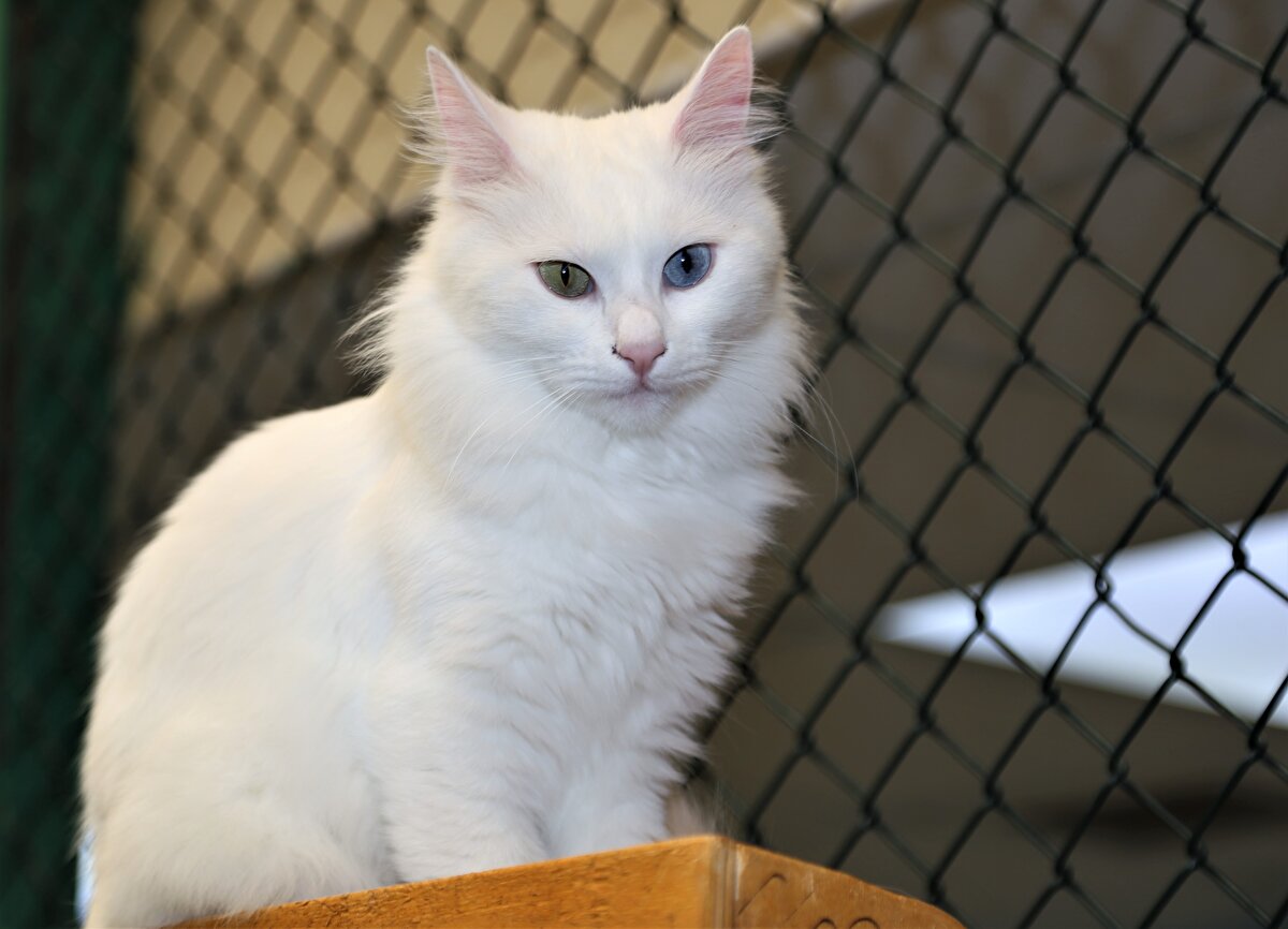 "En fazla ziyaretçi Avrupa ülkelerinden"<br><br>Avrupa ülkelerindeki turistlerin daha fazla geldiğini anlatan Kaya, "Zaman zaman İranlı turistler de büyük bir yoğunluk yaşıyor. Tatil günlerine denk geldiği zaman çok fazla geliyorlar. Zamana göre bazen Uzak Doğu'dan az sayıda ziyaretçimiz olabiliyor ama çoğunluğu Avrupa ülkesi. Van kedisinin tanıtımının yapılmasından, dünyadaki popülerliğinin artmasından ve doğru tanıtılmasından çok mutlu oluyoruz. Van kedisinin neslinin korunması açısından insanlarda oluşan duyarlılık ve sahiplenme duygusu bize umut veriyor. O açıdan geleceğe güvenle bakabiliyoruz. Van kedileriyle ilgili bilinç düzeyinin artışı bize büyük bir mutluluk veriyor." ifadelerini kullandı.<br>