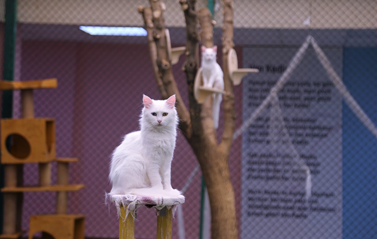 Japonya'dan gelen Reiko İnomata da Van kedilerini ilk kez gördüğünü ve çok beğendiğini ifade ederek, "Van kedileri çok güzel. Özellikle göz renklerinin farklı olması müthiş bir şey. Bu, kesinlikle Van'ın gururu." diye konuştu.<br>