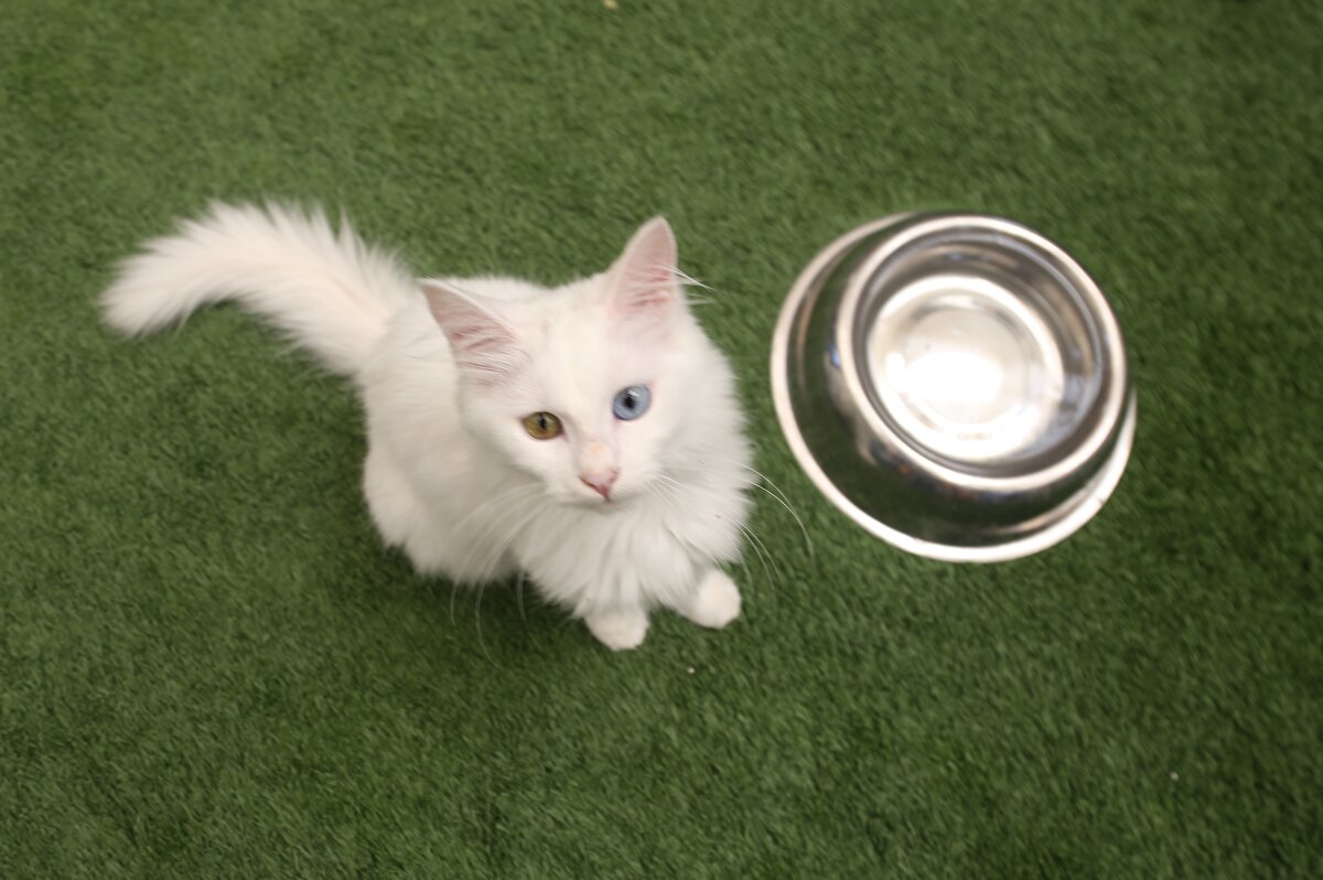 İran'dan tatil için gelen Şahar Keshavarz ise "Van'ın çok güzel kedileri var. Van'a gelmişken kedileri de görmek istedik. Onları beslememize izin verdikleri çok teşekkür ediyorum." diye konuştu.<br>