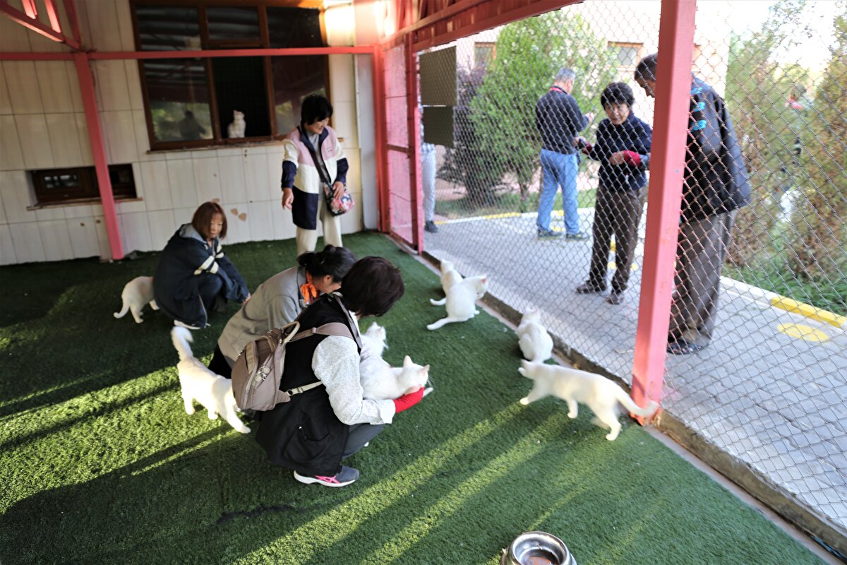Kedilerle yakından ilgilenen, onları seven ve mama veren turistler, ziyaretleri sırasında bol bol fotoğraf çekiyor.<br>