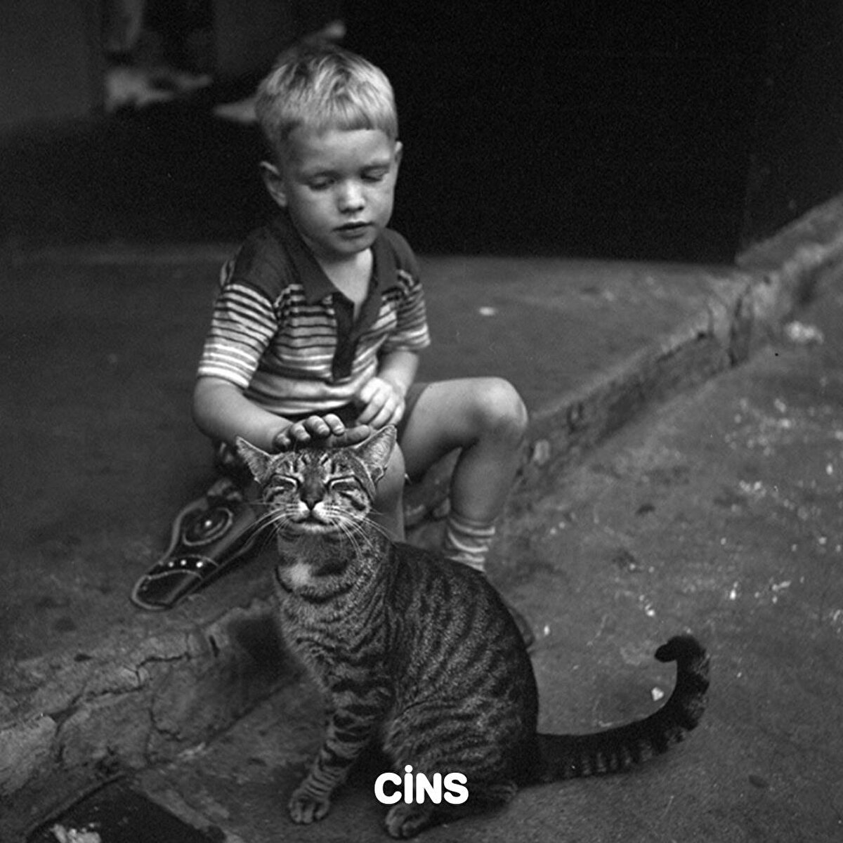 Sokakta kedilerle baş başa bir çocuk