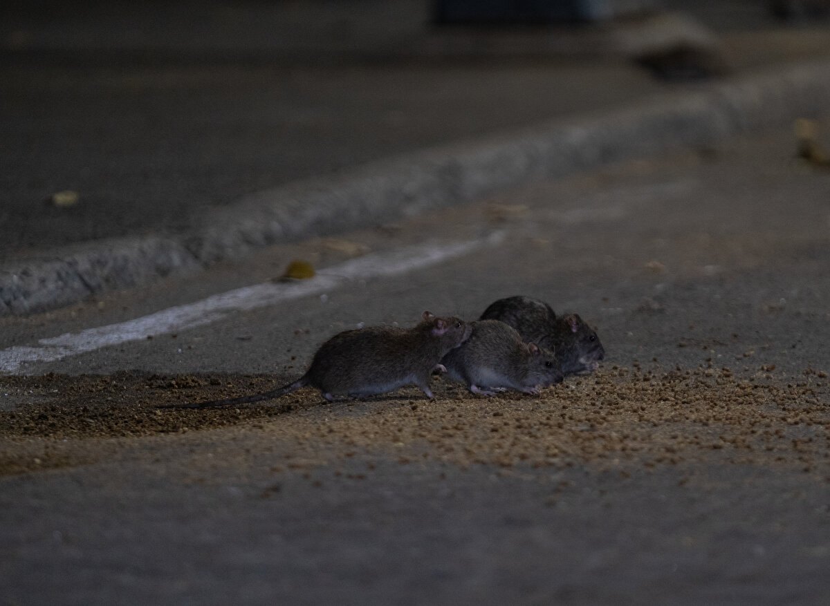 Açıklanan resmi verilere göre Eylül sonu itibarıyla 21 bin defa fareler ile ilgili şikayette bulunuldu.<br>