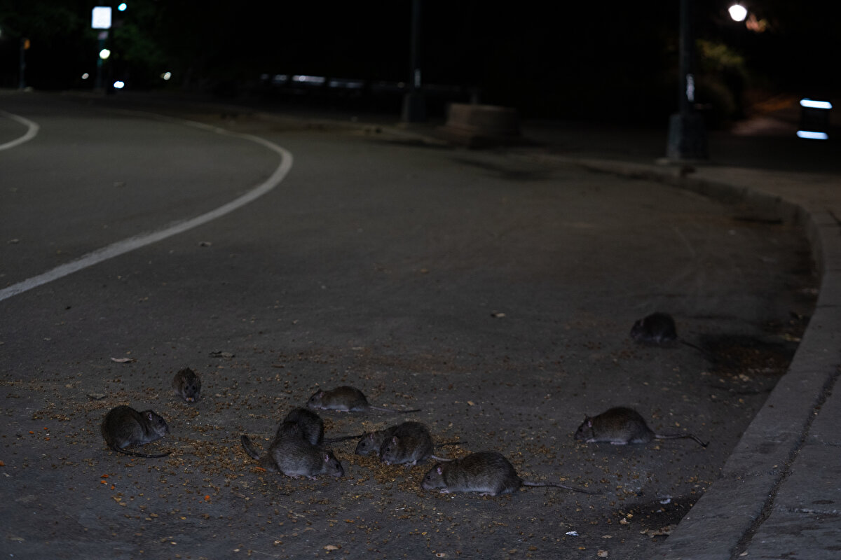 Bölge sakinleri, fare sayısındaki artışa, Covid-19 sonrası yeme-içme alanlarının ağırlıklı olarak dış mekanlarda yoğunlaşmasının etkili olduğunu belirtiyor.<br>