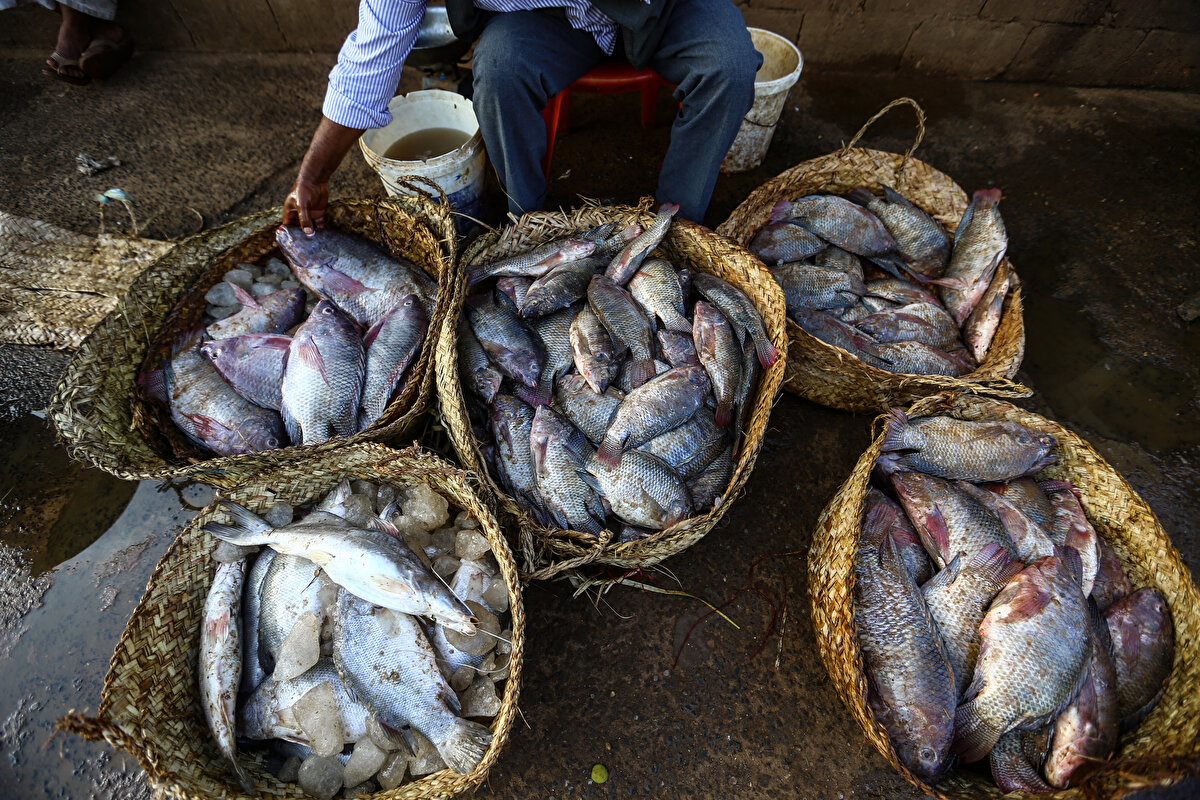 Sudan'ın en büyük balık haline gelen Mevrade'nin balık tezgâhları, günün ilk ışıklarıyla birlikte taze balıklarla dolduruluyor.