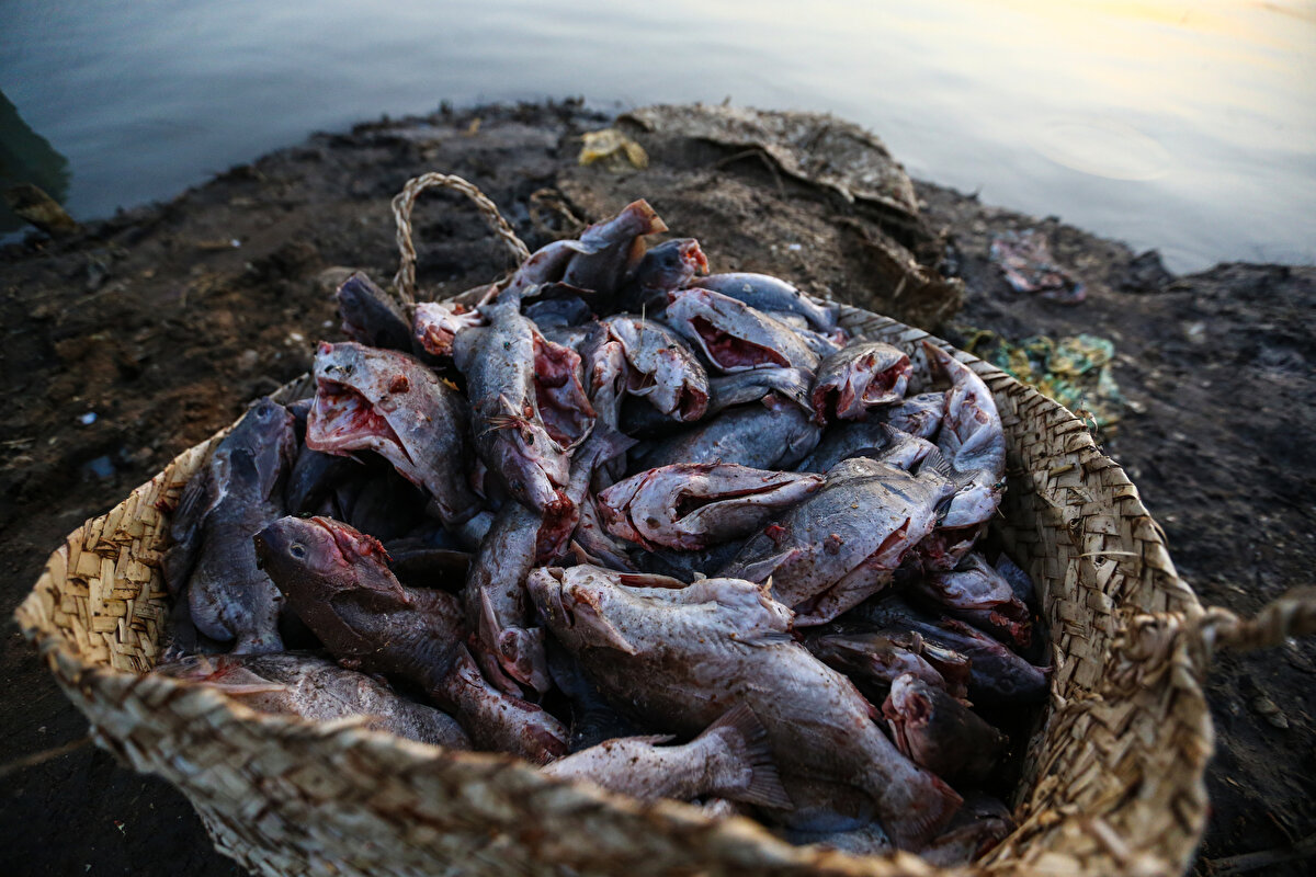 Sonbahar mevsimi, yaşanan bolluk nedeniyle balıkçılar açısından en bereketli sezon olarak görülüyor.