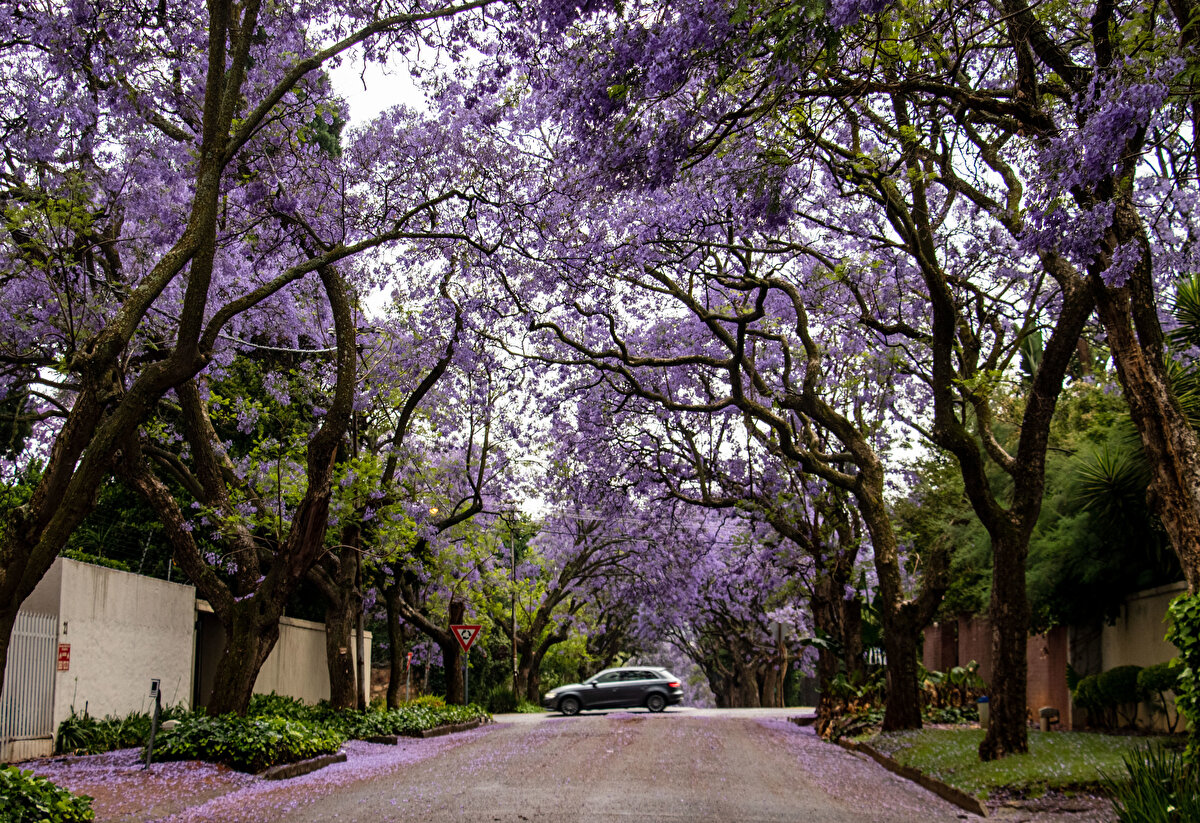 Güney Amerika kökenli jakaranda ağaçları ise günümüzde Johannesburg'daki en popüler ağaç türlerinden biri olarak biliniyor. Bu ağaç güney yarım kürede ilkbaharın başladığı eylül ve ekim aylarında kendine özgü mor renkli çiçekler açıyor.