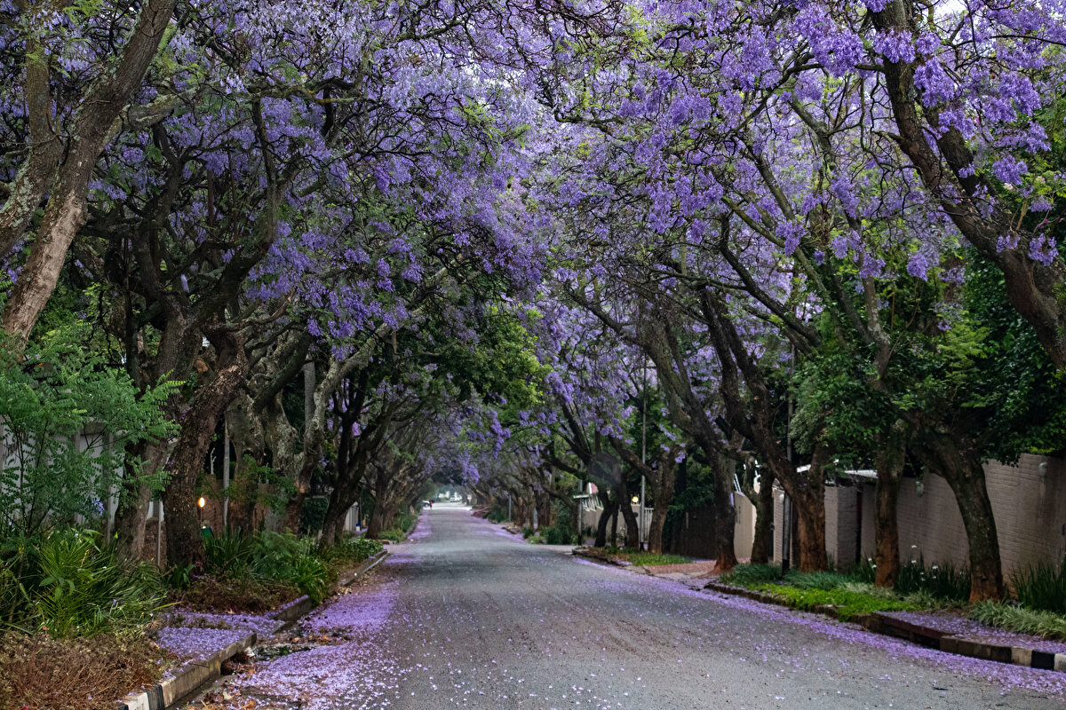 Çoğunluğu şehrin banliyölerinde olmak üzere 70 binden fazla jakaranda ağacı bulunuyor. Cadde ve sokaklar, yolun her iki yanına dikilmiş jakaranda ağaçlarının, baharın gelişiyle açan mor çiçekleriyle kaplanıyor.