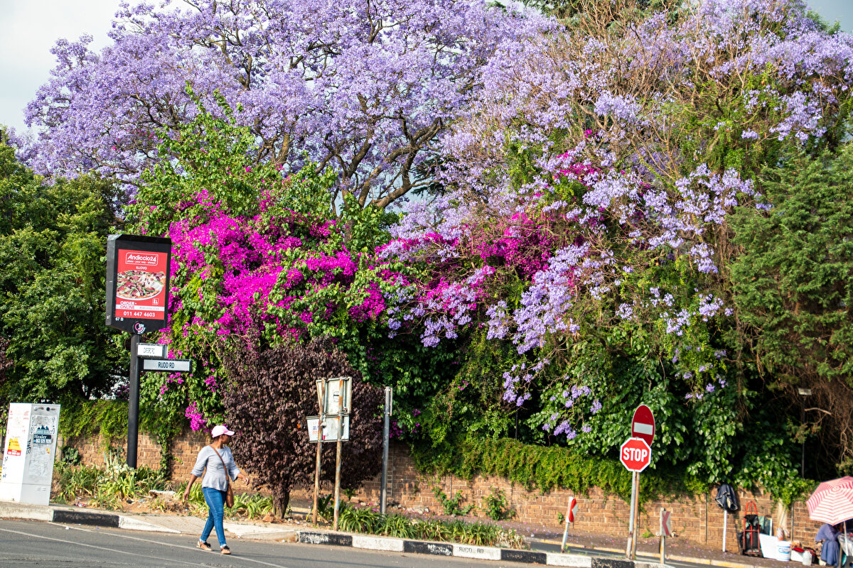 İklim değişikliği jakarandaları da etkiliyor<br><br>Fitchett, jakarandaların çiçek açma tarihlerinin her 10 yılda ortalama 2,1 gün değiştiğini belirterek, "Bu durum, en yüksek çiçeklenme tarihlerini kasım ayının ortasından eylül ayının sonlarına kaydırdı." dedi.