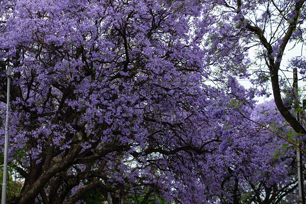 Suç oranlarının yüksek olduğu Johannesburg'u ziyaret edenlere, mümkün olduğunca araçla yolculuk yapmaları, yaya olarak en az 2-3 kişilik gruplar halinde hareket etmeleri, telefon ve kameralarını teşhirden kaçınmaları ve çantalarına daima sahip çıkmaları tavsiye ediliyor.