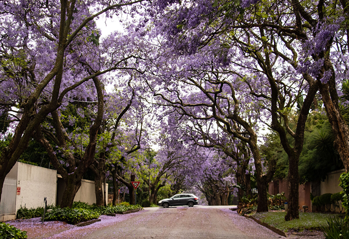 Fitchett, bunun iklim değişikliği ile ilgili olduğunu ifade etti.<br><br>Johannesburg'un önde gelen banliyölerinden Rosebank'ta jakarandalar bu yıl ekim ayının ilk haftası itibarıyla açtı. Ay ortasından itibaren jakaranda çiçeğinin moruna çalan manzara, ekim ayının 3. hafta sonu itibarıyla en görkemli halini yansıtıyor.