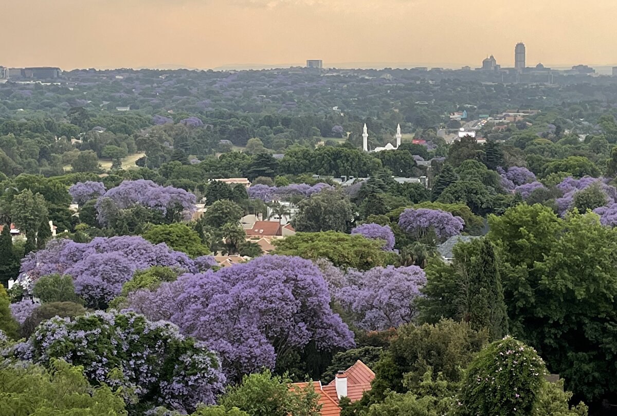 Johannesburg'da 20. yüzyıl başlarından itibaren sokak ve caddelere süs amaçlı dikilen Güney Amerika kökenli jakaranda ağacının 2001 yılında istilacı bir tür olarak sınıflandırıldığını ve dikiminin yasaklandığını ifade eden Fitchett, bu ağaçların çok miktarda su tükettiğine dikkati çekti.<br>