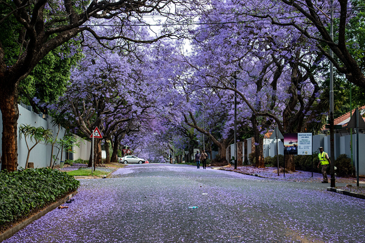 Sanatçı semti olarak bilinen ve güvenlik sorunlarının bulunduğu Melville semti ise birçok caddesinde etkileyici jakaranda manzaralarını cömertçe sunuyor. Buradaki 7. Cadde de şehrin en gözde eğlence mekanlarından bazılarına ev sahipliği yapıyor.<br>