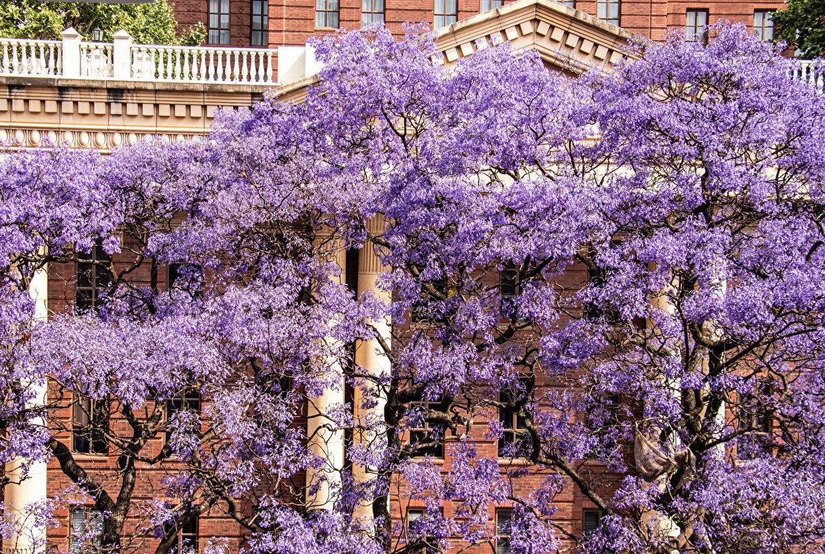 Fitchett'e göre, kurulduğu günden bu yana ağaçlandırılmış şehir, sürekli olarak büyümeye devam ediyor. Şehirdeki evlerin önemli kısmının bahçeli olması da bu duruma katkı sağlıyor.