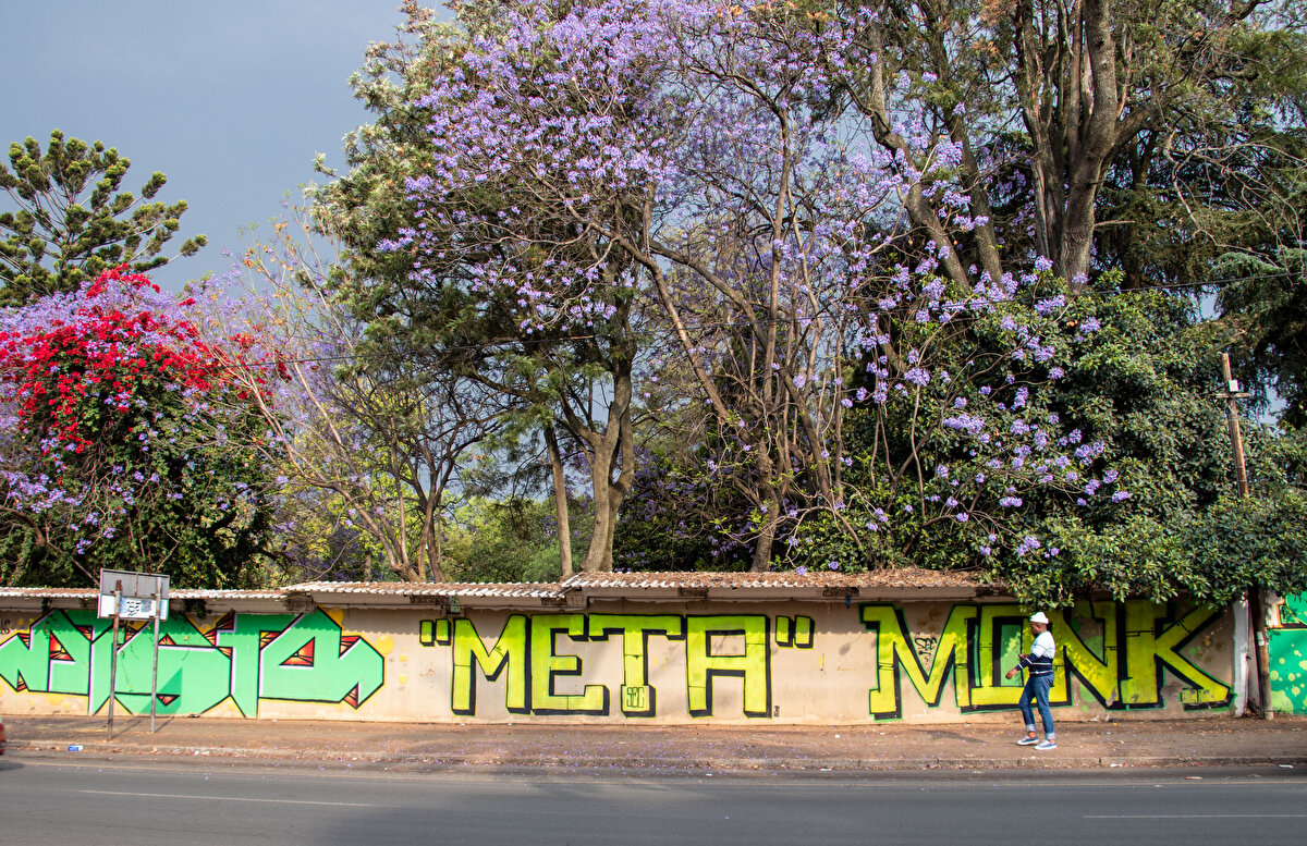 Jakaranda ağaçlarıyla meşhur Johannesburg semtleri<br><br>Rosebank, Saxonwold, Westcliff, Waverly, Northcliff, Houghton ve Parkwood, şehrin jakaranda ağaçlarıyla ünlü semtlerinden bazıları. Çoğunluğu zengin banliyöleri olan bu semtler, şehrin geneline göre daha güvenli yerler.