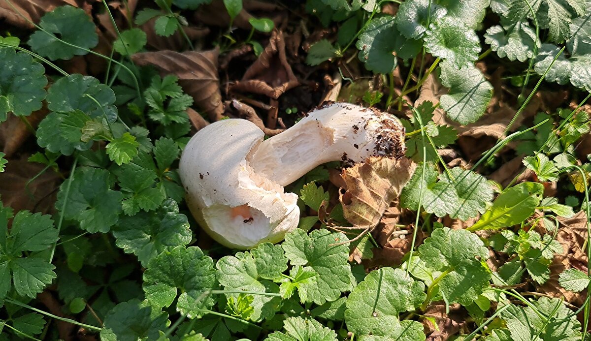 Düzce İl Sağlık Müdürü Yasin Yılmaz, bu konuda uyarılarda bulundu. Doğada yetişen mantarların tüketilmesi durumunda ölümcül sonuçların ortaya çıkabileceğini ifade eden Yılmaz, "Mantar zehirlenmelerine karşı dikkat etmemiz gerekiyor. Doğada yetişen doğal mantarları, 'Ben bunları biliyorum' diyerek toplayıp tüketmek oldukça tehlikeli. Kültür mantarlarını, pakette olan mantarları tüketmek gerekiyor. Az bir miktarda bile olsa zehirli mantardan yiyeceğin içine karıştığında ölümcül sonuçlarla karşılaşabiliyoruz" dedi.