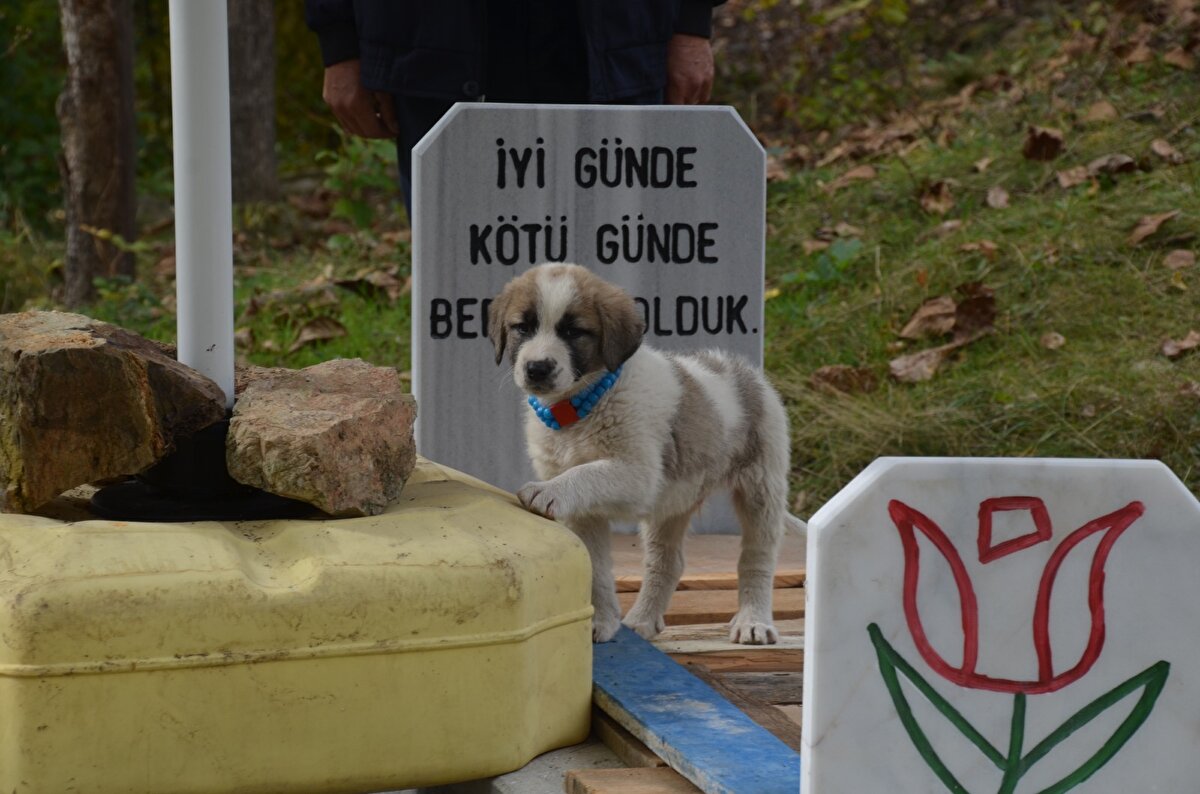 Yaptırdığı mezar taşlarına da 'İyi günde, kötü günde beraber olduk' sözlerini yazdırdı. Mezarların üzerine de şemsiye yerleştirdi. Erol Ünal, eşinin ve kendisinin mezarını her gün ziyaret ediyor. 