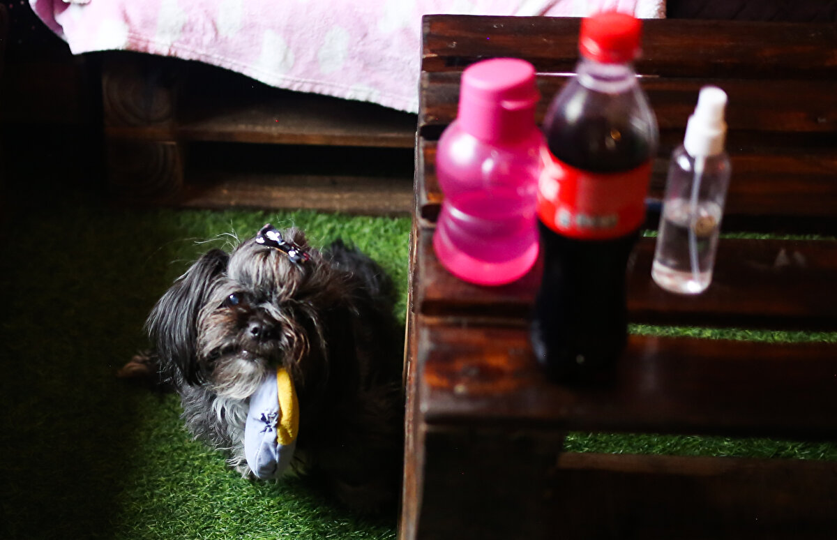 Bolivya’da sadece köpeklere yemek hizmeti veren Paladrar adlı restoran açıldı. Retoranda köpek mamaları özel şefler tarafından hazırlanırken, insanlar ve hayvanlar birlikte eğlenebilme imkanı bulunuyor. <br><br>