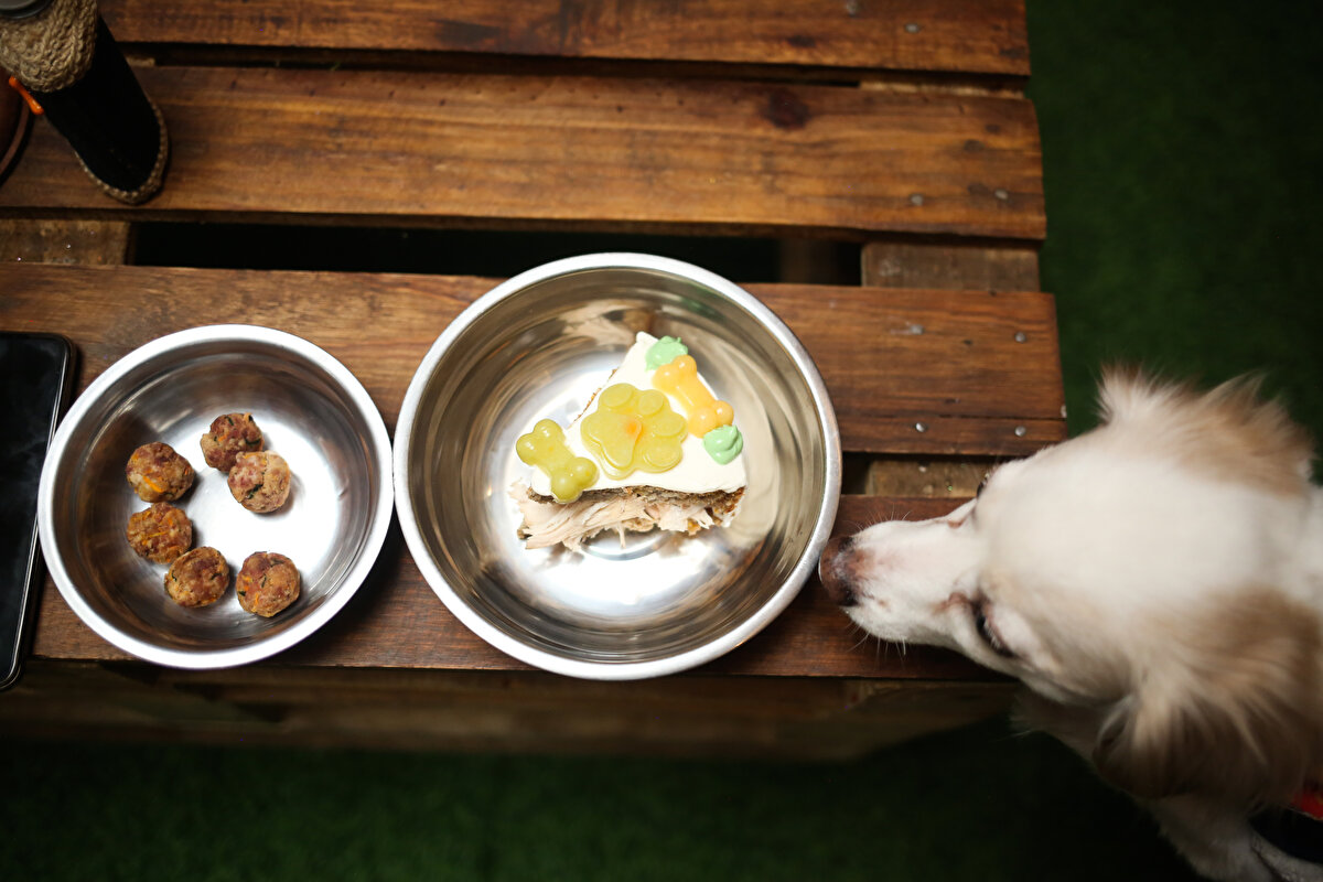 KÖPEK MAMALARINDA UZLAŞMIŞ ŞEF<br>Bolivya’nın başkenti La Paz’da köpeklerin rahatı ve damak tadı düşünülerek oluşturulan Paladrar adlı restoran kapılarını açtı. Özel müşterisi köpekler olan restoranın köpek maması konusunda uzmanlaşmış bir şefi bulunuyor.