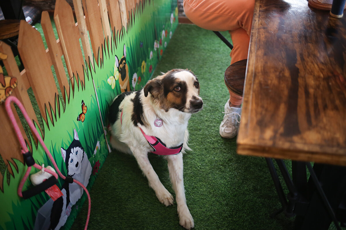 Tüm yiyeceklerin her hayvanın tüketebileceği miktarta hazırlandığını söyleyen Pérez "Kendimizi bu konuda sürekli eğitiyoruz. Hepimiz birkaç veterinerden tavsiye aldık ve hepimiz Bolivya'daki tek etolog olan Andrés Salamanca ile köpek beslenmesi konusunda eğitim aldık” diye konuştu. <br><br>