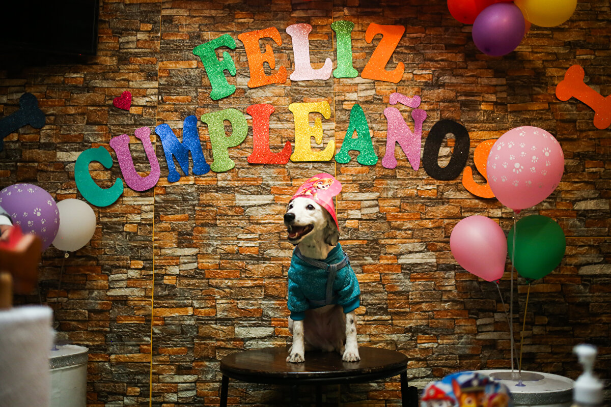 Şef Pérez, “Eğer köpeğiniz sebze sevmiyorsa damak Anticucho ve Izgara Menuditos (taşlık, ciğer ve dana kalbi parçaları) iyi bir seçenek olabilir. Tatlı olarak da karpuz dondurması. Et ve yulaf ezmeli kurabiyelerimiz var" dedi.<br><br>