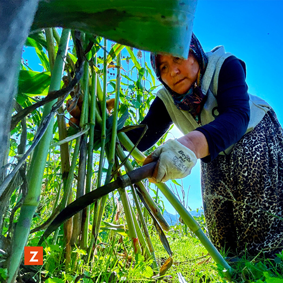 Altunçay Köyünde yaşayan köylüler, ata geleneği olan ve dedelerinden öğrendiği şeker kamışının suyundan pekmez yapımını her yıl arazisine dikerek gerçekleştiriyor. 