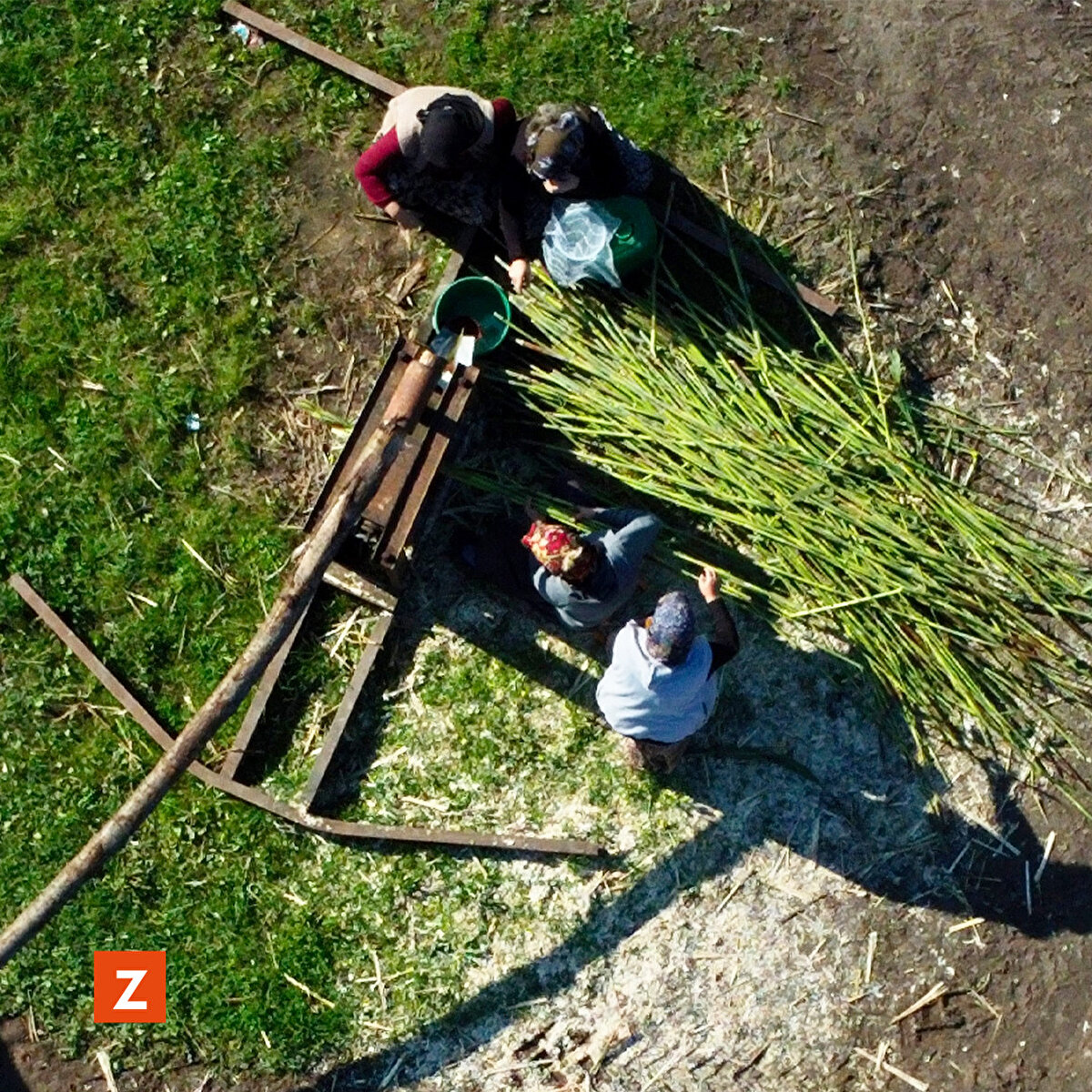  Sabahın erken saatlerinde aileleri ve komşularıyla bir araya gelerek arazilerine giden köylüler, bağ bıçağıyla kestikleri şeker kamışını traktörlere yüklüyor. 